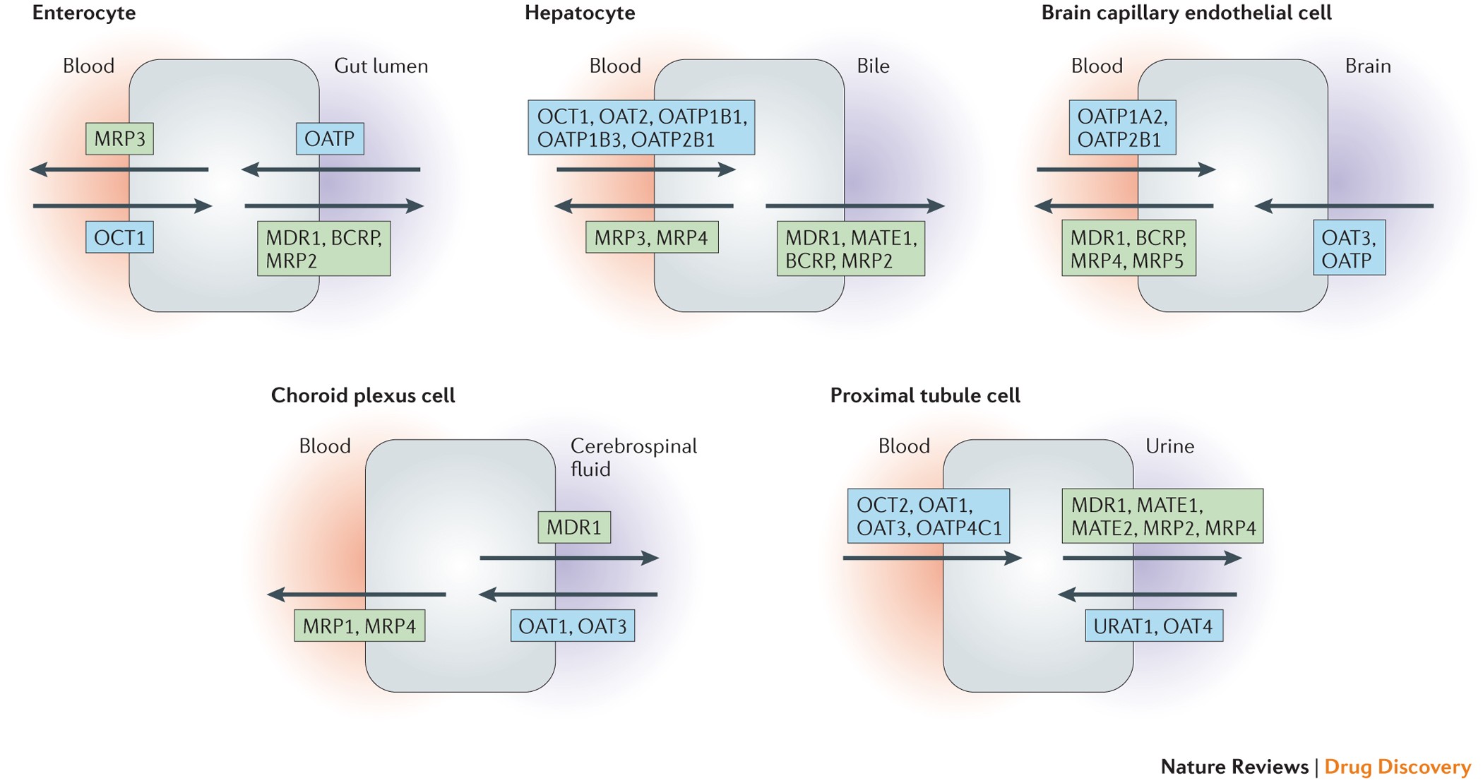 What Do Drug Transporters Really Do Nature Reviews Drug Discovery What Do Drug Transporters Really Do Nature Reviews Drug Discovery
