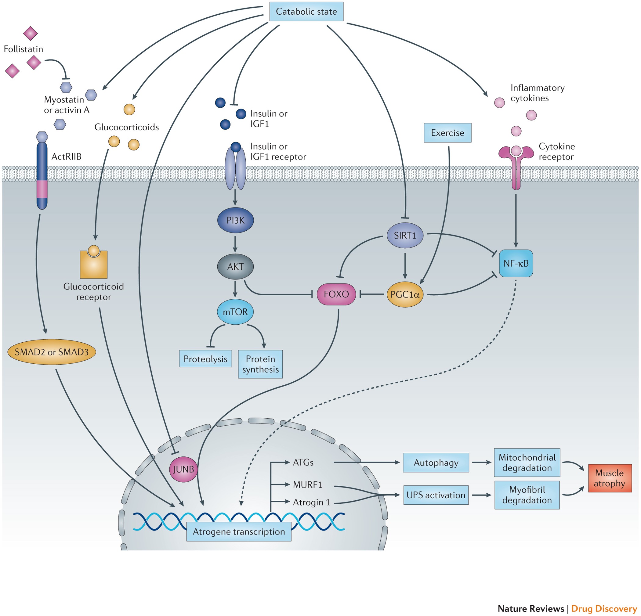 Muscle wasting in disease: molecular mechanisms and promising therapies |  Nature Reviews Drug Discovery