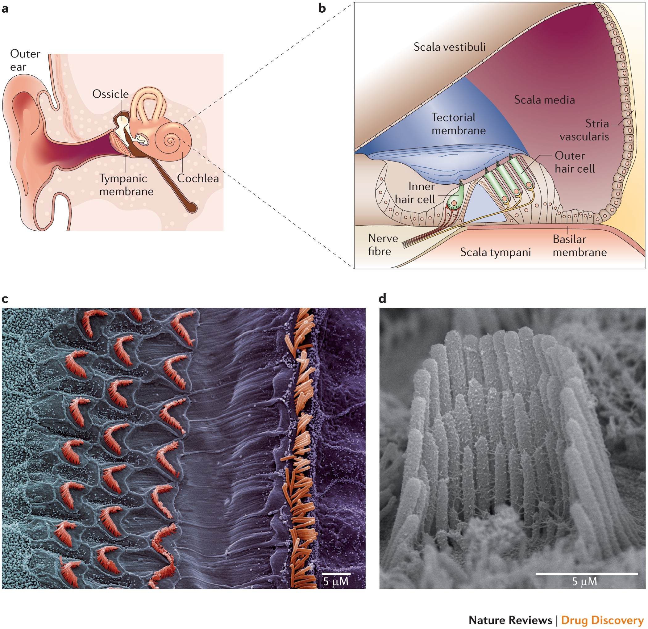 Drug-Like Molecules Regenerate Hair Cell-Like Cells in Adult Mice — Hearing  Health Foundation