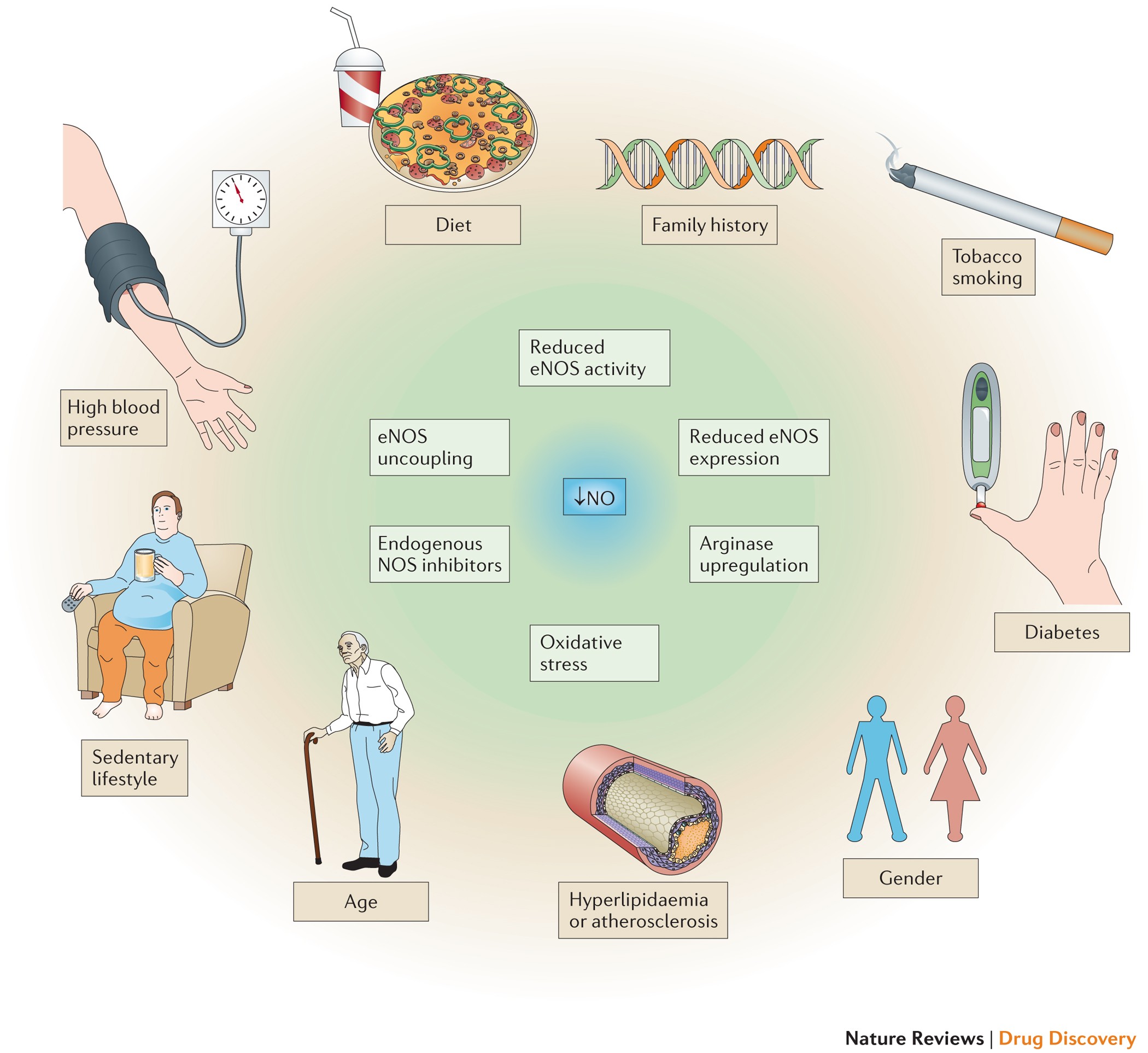 Strategies to increase nitric oxide signalling in cardiovascular disease |  Nature Reviews Drug Discovery