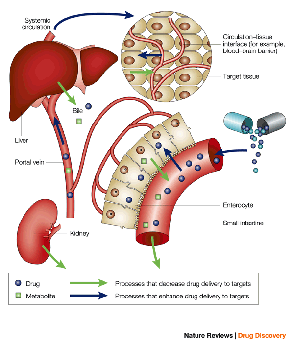https://media.springernature.com/full/springer-static/image/art%3A10.1038%2Fnrd705/MediaObjects/41573_2002_Article_BFnrd705_Fig1_HTML.gif