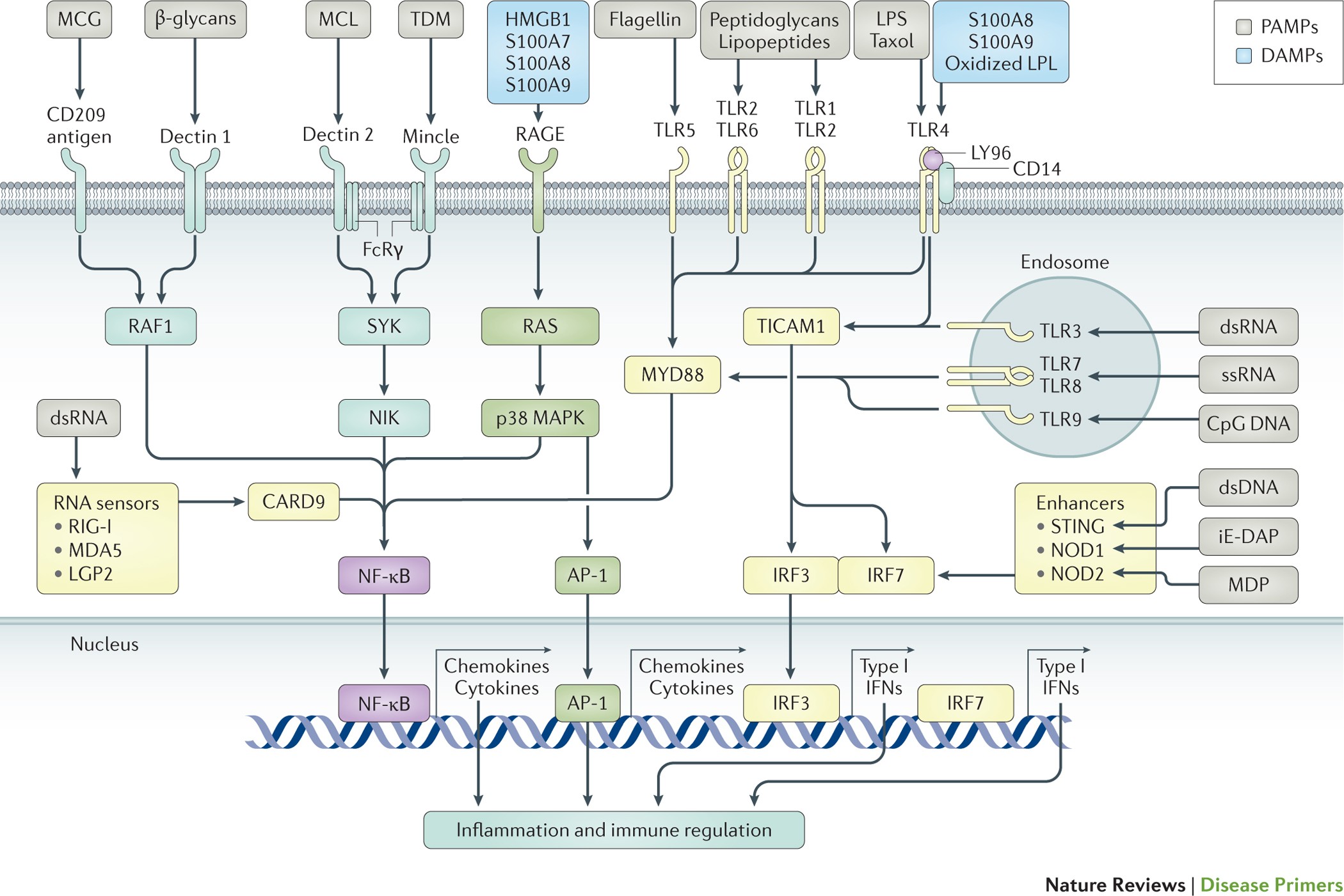 stemme For tidlig Uovertruffen Sepsis and septic shock | Nature Reviews Disease Primers