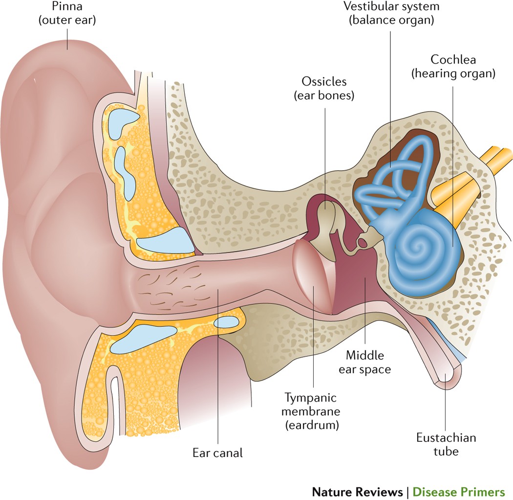 Otitis media | Nature Reviews Disease Primers