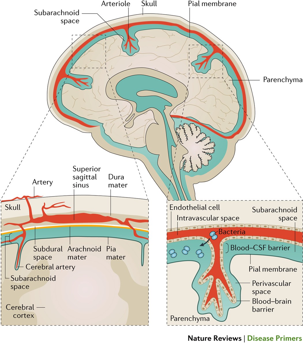 viral meningitis structure