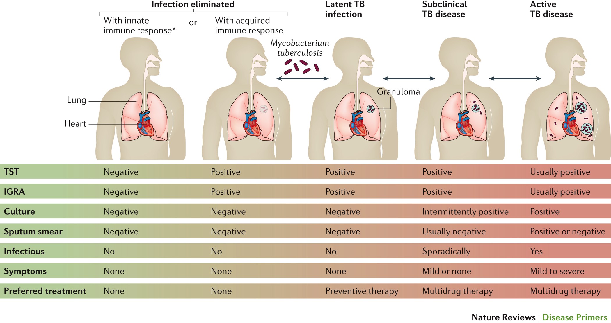 Tuberculosis Nature Reviews Disease Primers