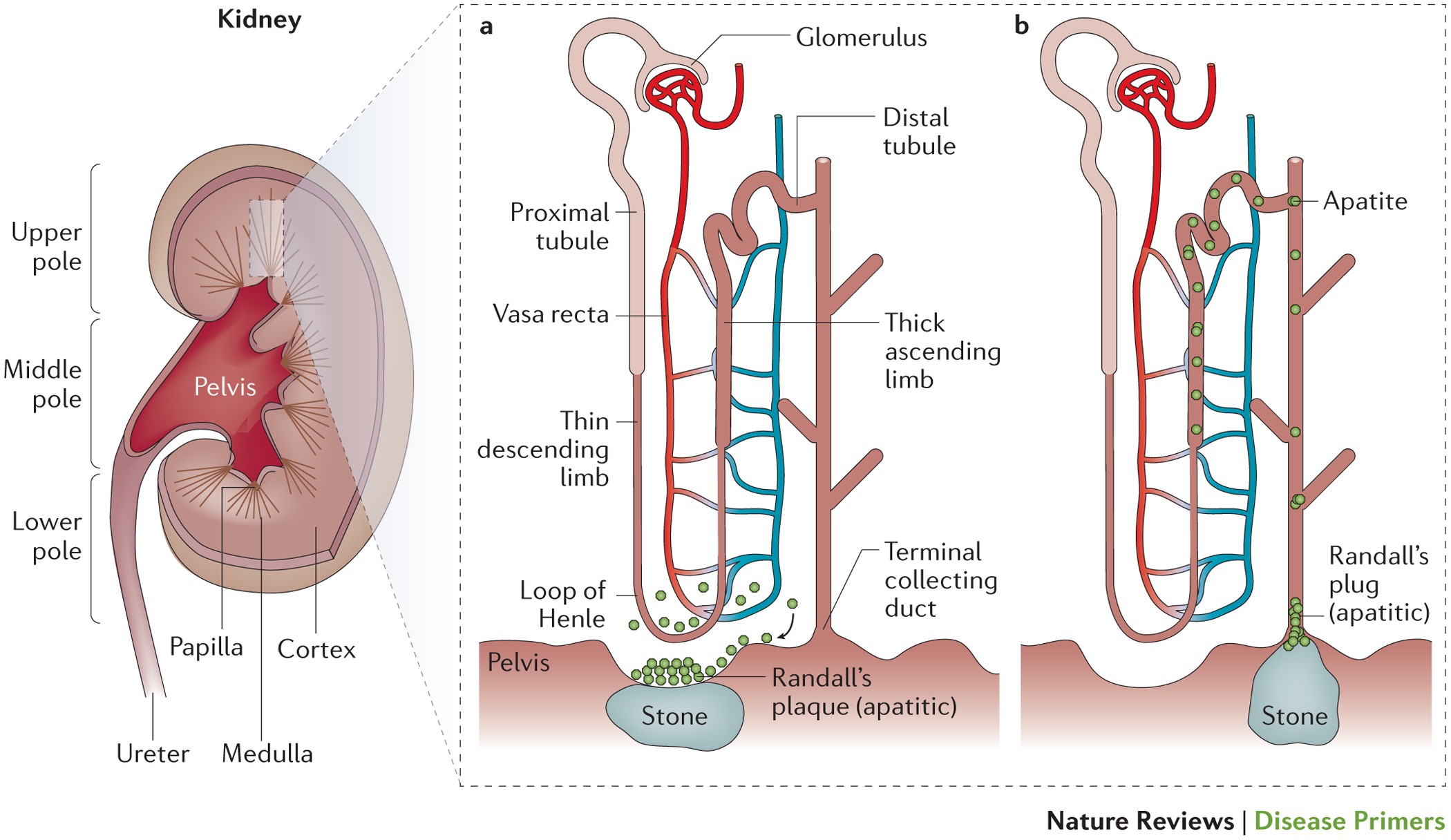 Flank Region of the Anatomy - Trial Exhibits Inc.