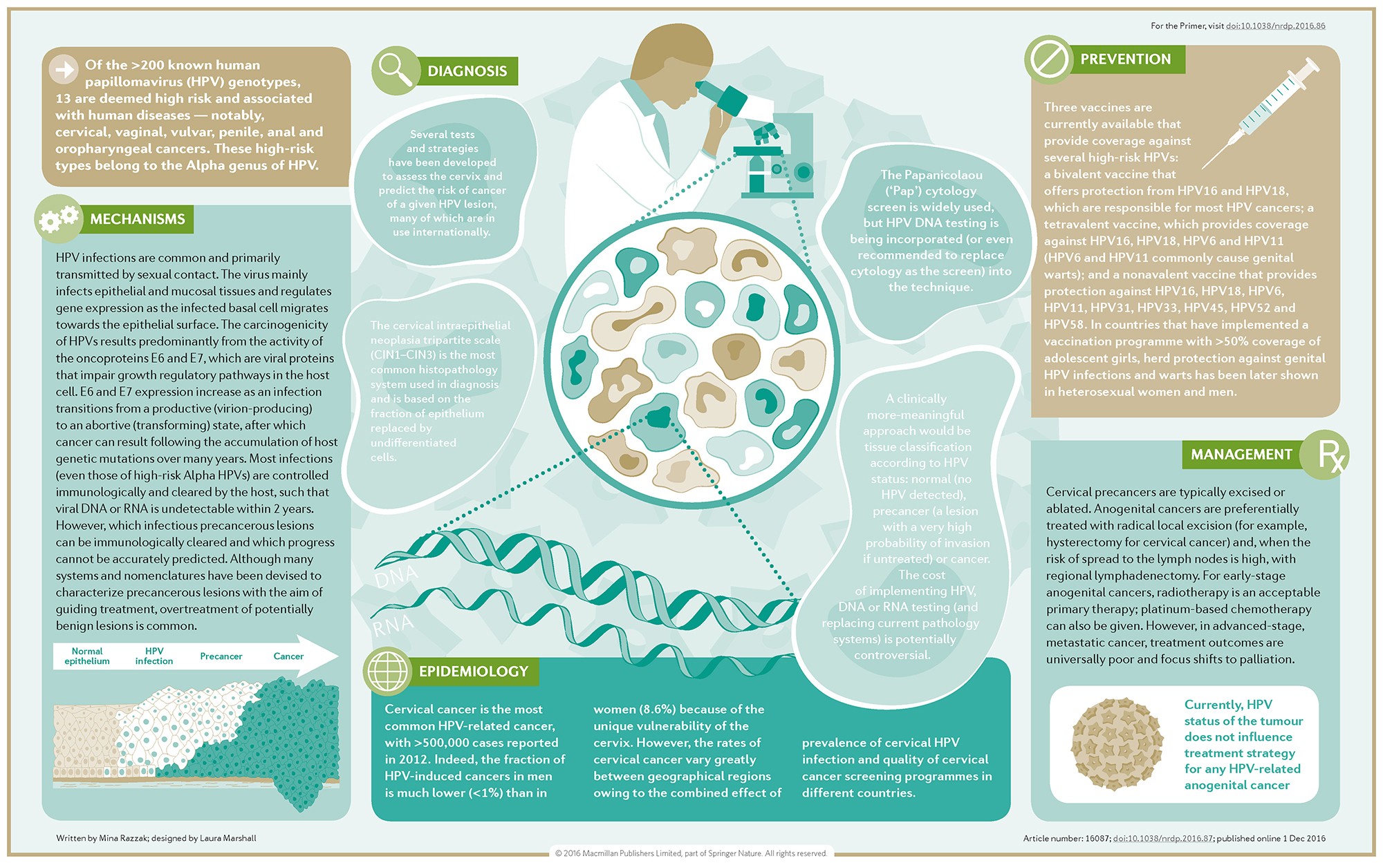 human papillomavirus untreated)