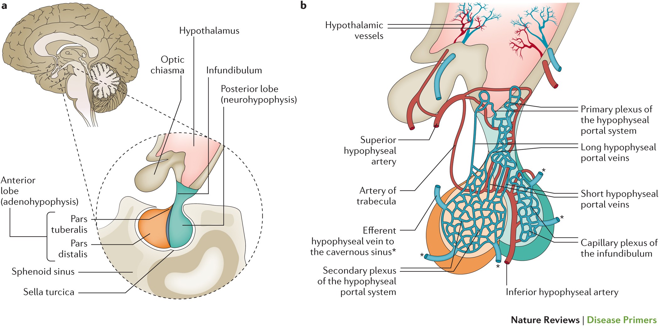 Sheehan syndrome | Nature Reviews Disease Primers