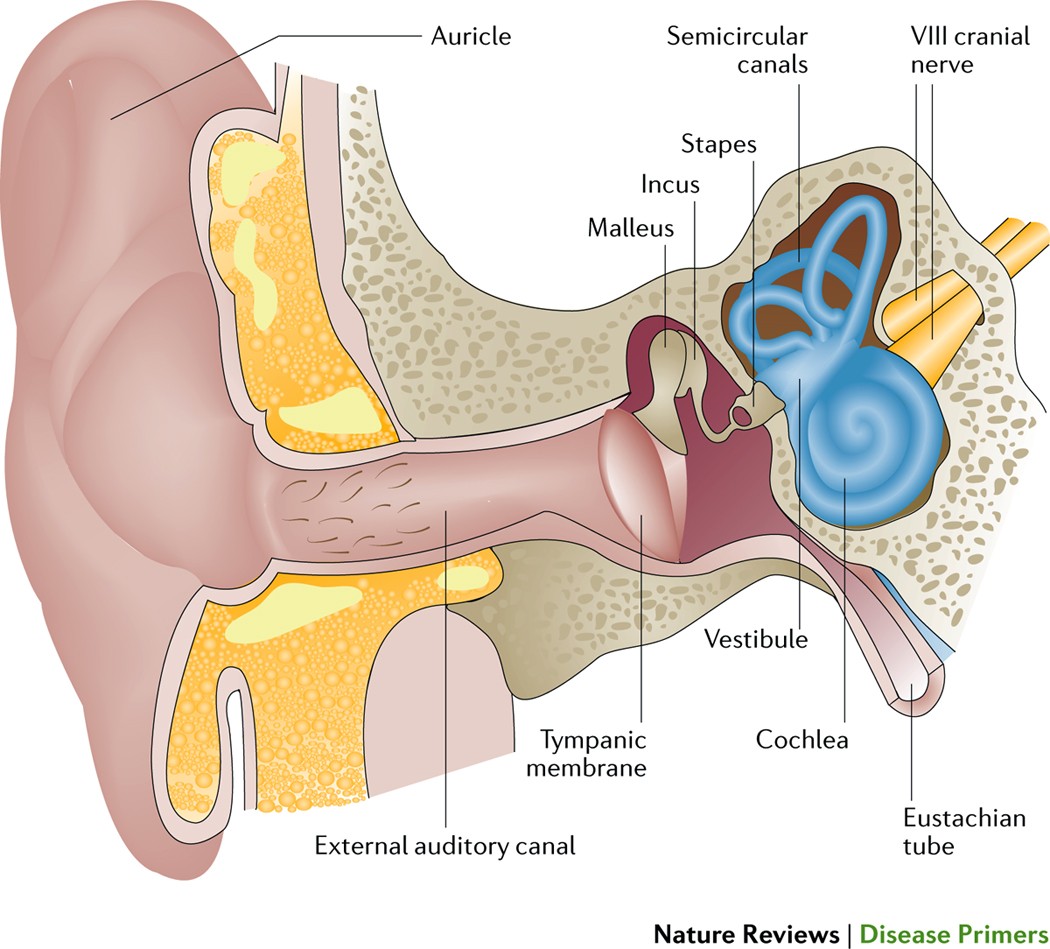 Illustration of stapes morphology following the nomenclature of