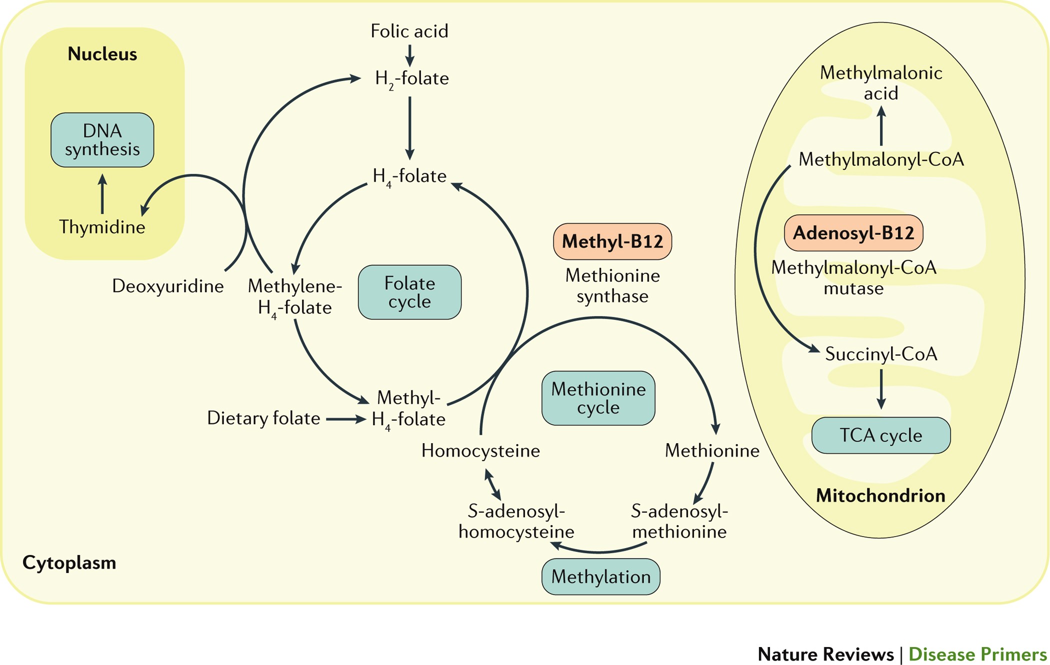 Vitamin B 12 Deficiency Nature Reviews Disease Primers