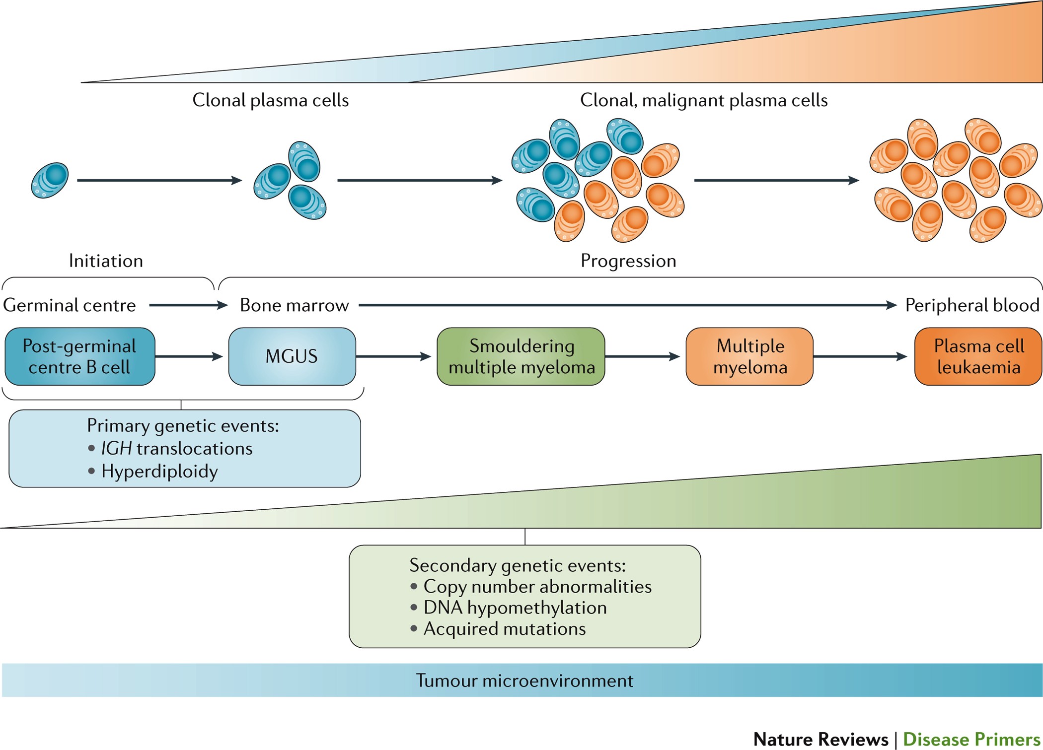 Nfkb2 deficiency and its impact on plasma cells and immunoglobulin