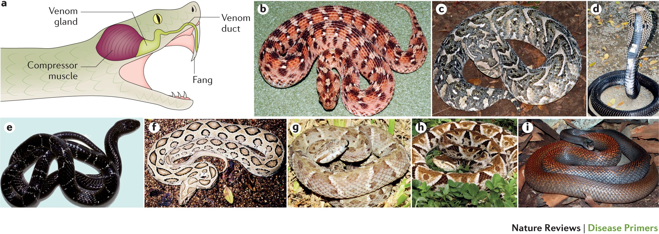 Early hominids had an increased resistance to cobra venom