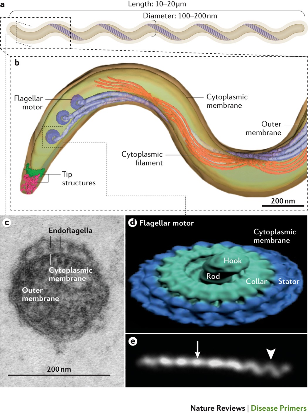 Frontiers  Identification and Functional Assessment of the First Placental  Adhesin of Treponema pallidum That May Play Critical Role in Congenital  Syphilis