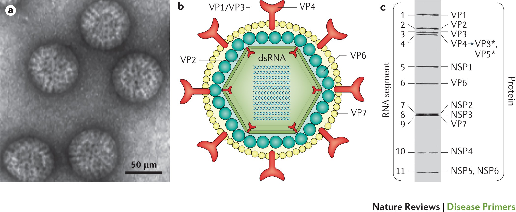 Rotavirus infection | Nature Reviews Disease Primers