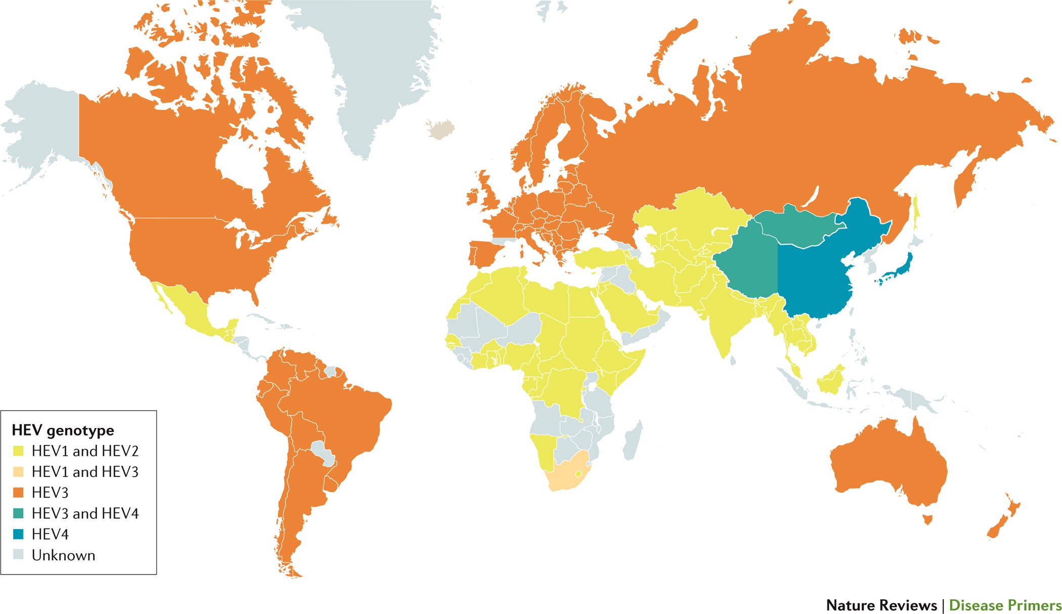 Hepatitis E Virus Infection Nature Reviews Disease Primers