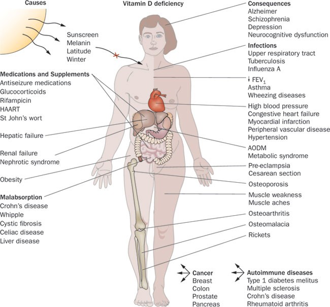 Health benefits of vitamin D and sunlight: a D-bate | Nature Reviews  Endocrinology