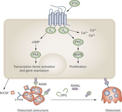 Parathyroid Hormone Analogues In The Treatment Of Osteoporosis | Nature  Reviews Endocrinology