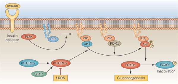 ghk-cu sirt1 activation Insulin signal meets SIRT1 at AKT