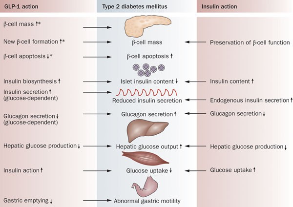 glp 1 rebound Why Weight Returns After Stopping GLP-1 Therapy