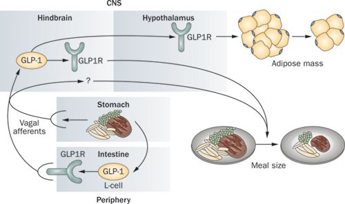 GLP-1 and energy balance: an integrated model of short-term and long-term  control