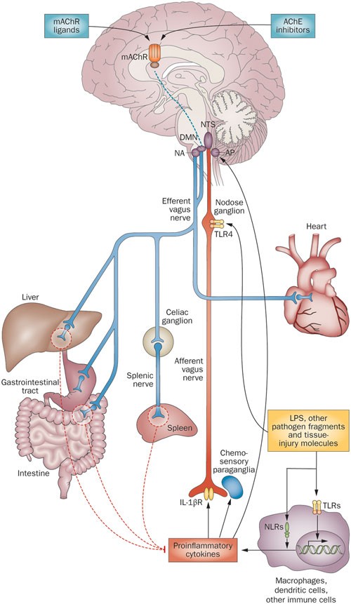 https://media.springernature.com/full/springer-static/image/art%3A10.1038%2Fnrendo.2012.189/MediaObjects/41574_2012_Article_BFnrendo2012189_Fig1_HTML.jpg