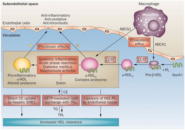 Hdl Is It Too Big To Fail Nature Reviews Endocrinology