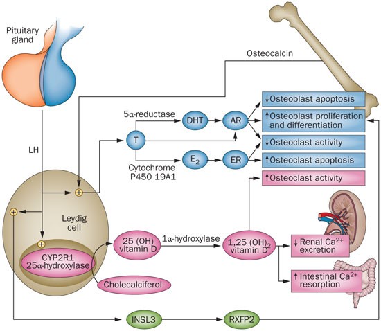 Testicular Function: Boosting Male Health and Vitality
