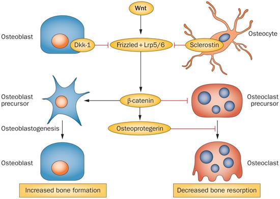 Wnt signalling in osteoporosis: mechanisms and novel therapeutic approaches | Nature Reviews Endocrinology Wnt signalling in osteoporosis: mechanisms and novel therapeutic approaches | Nature Reviews Endocrinology