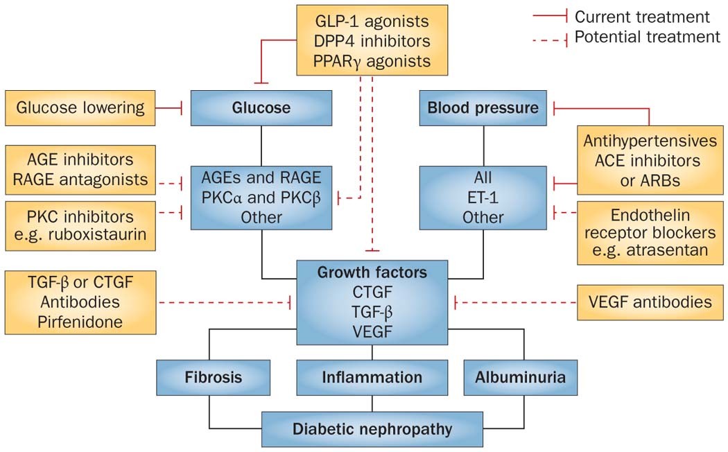 diabetic nephropathy and hypertension treatment