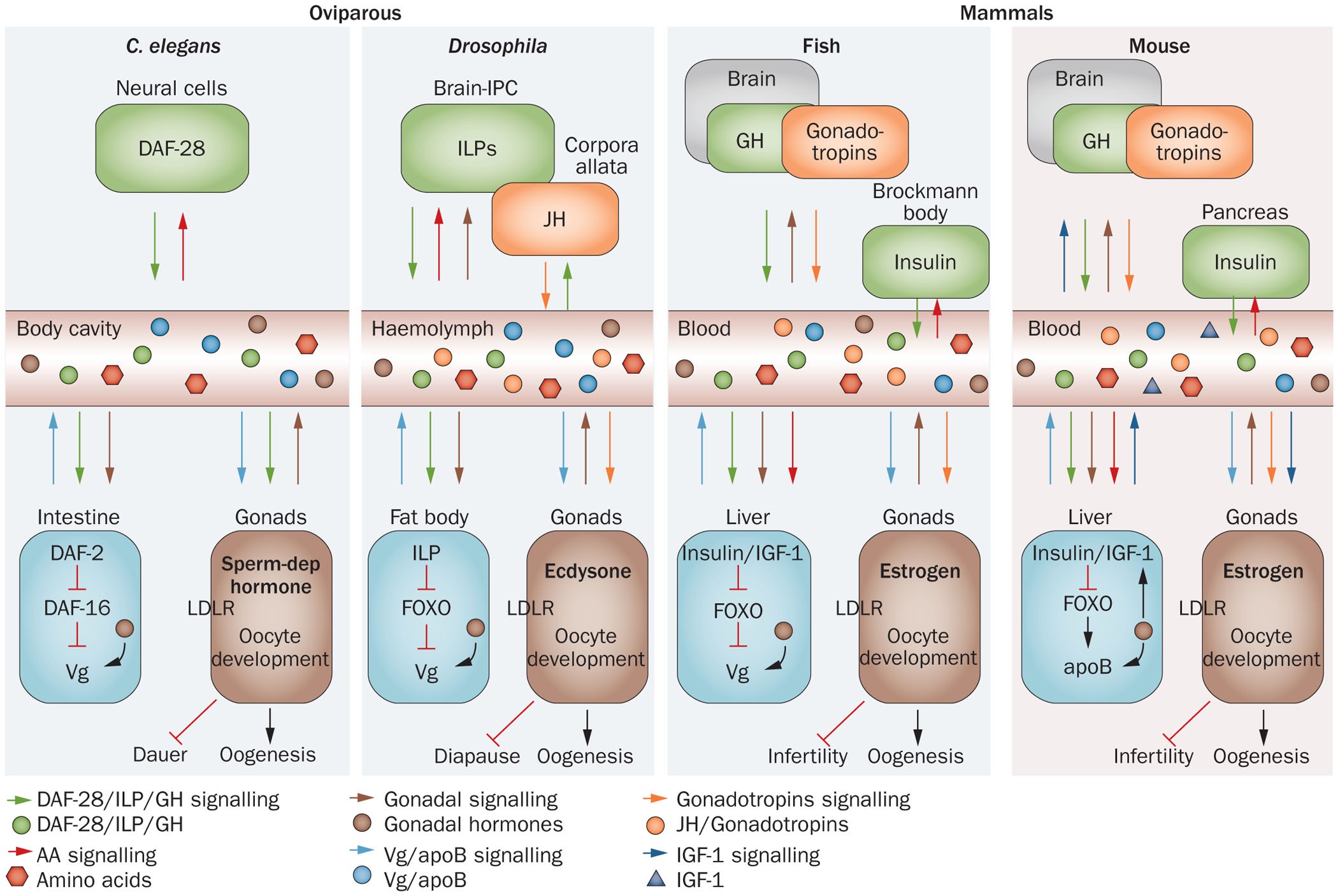 Energy metabolism and fertilitya balance preserved for female health |  Nature Reviews Endocrinology