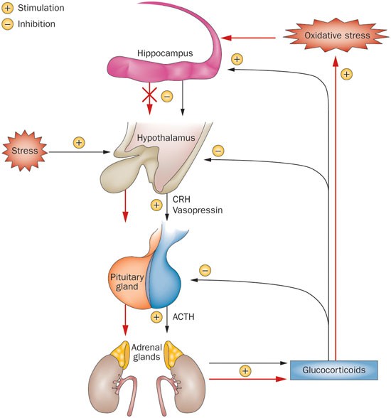 Oxidative stress and the ageing endocrine system | Nature Reviews  Endocrinology