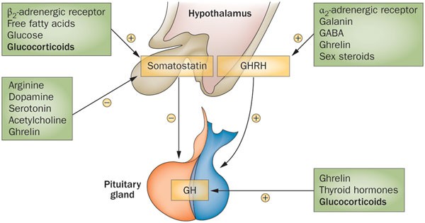 Glucocorticoids and the regulation of growth hormone secretion | Nature Reviews Endocrinology