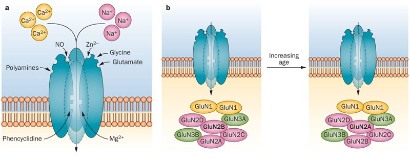 glutathione growth hormone Growth hormone and cognitive function