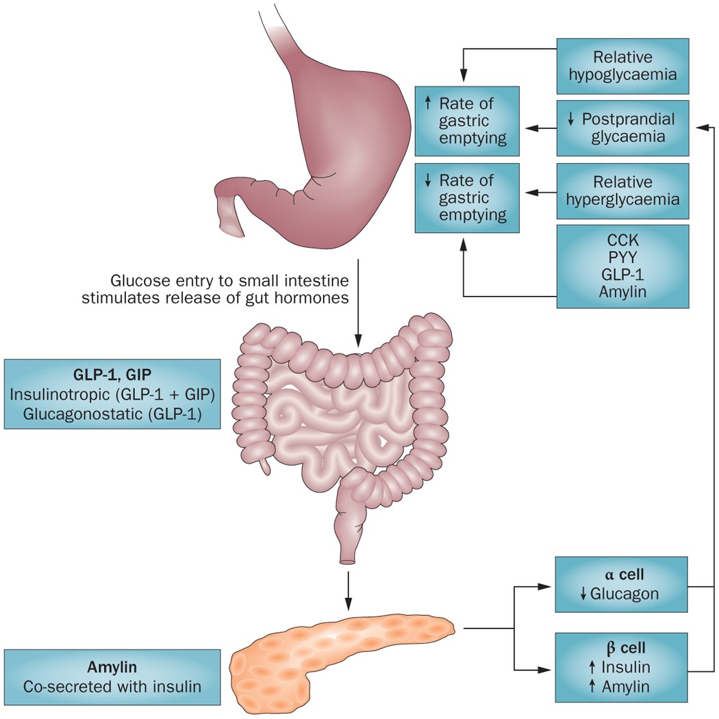 Gastric emptying and glycaemia in health and diabetes mellitus