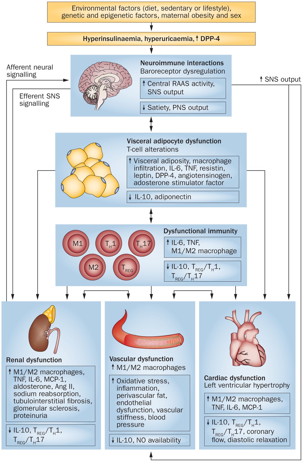 The pathophysiology of hypertension in patients with obesity | Nature  Reviews Endocrinology