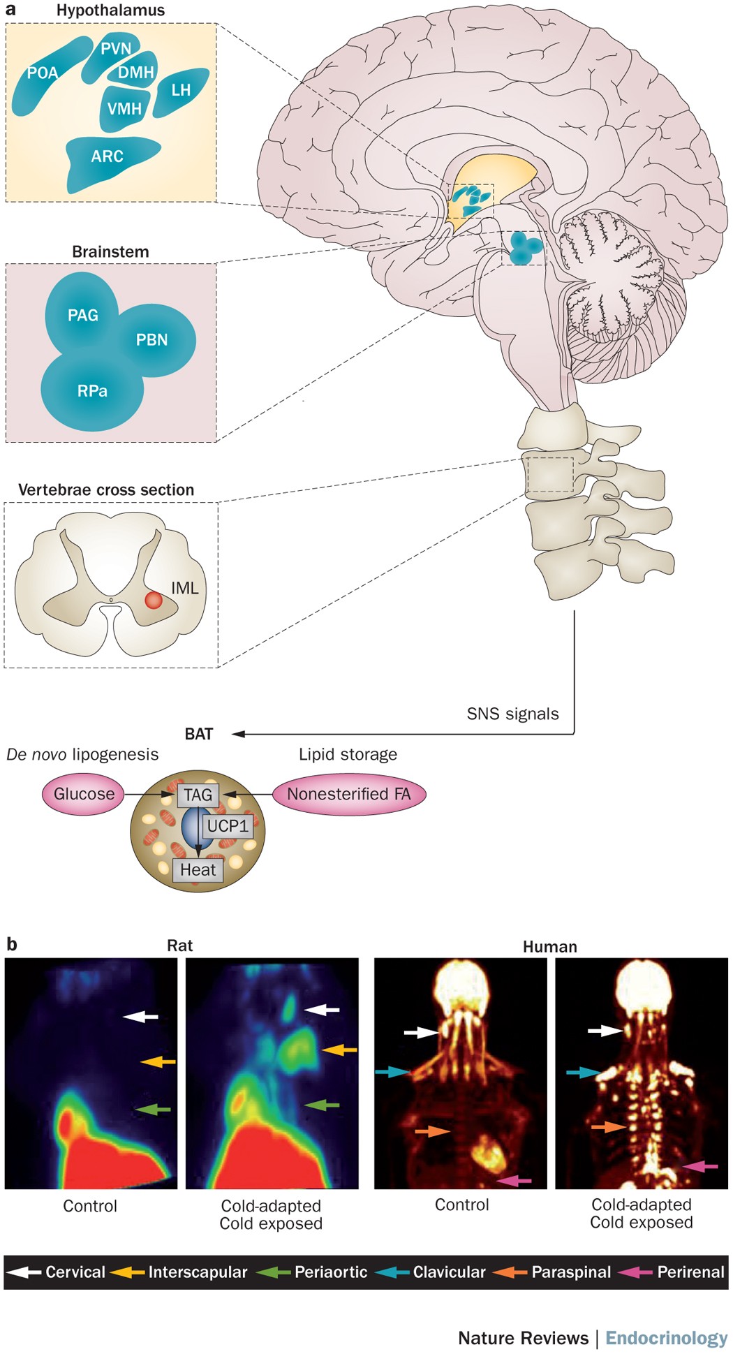 clavicular melanotan Cognitive and autonomic determinants of energy homeostasis in obesity