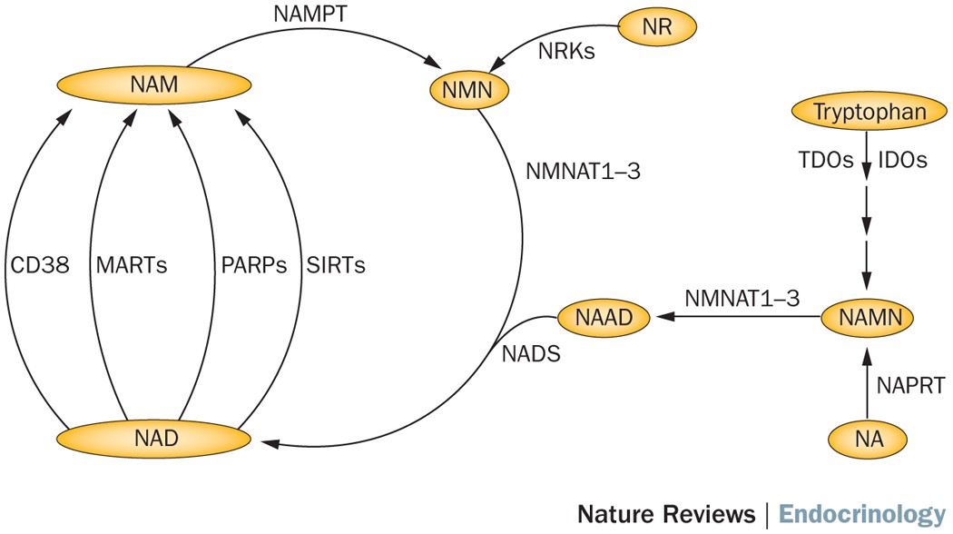 nampt glutathione Physiological and pathophysiological roles of and NAD metabolism ForMeds Lipocaps Liposomal Glutathione 90 Capsules is a high Nuform Health - Glutathione Therapy