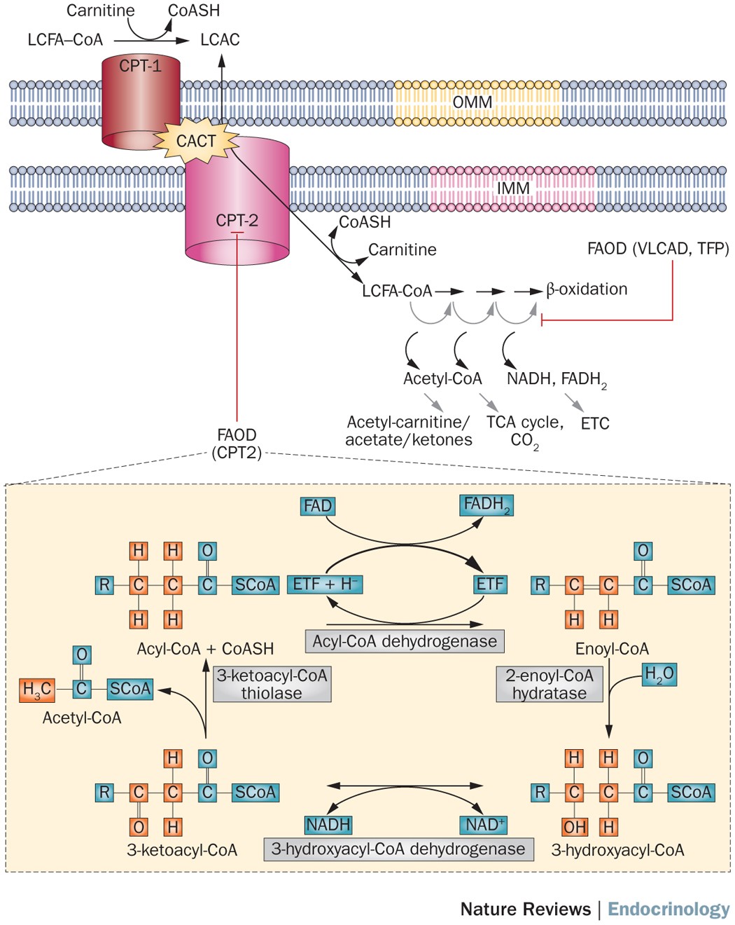 acetyl-l-carnitine insulin resistance Acylcarnitines—old actors auditioning for new roles in metabolic physiology