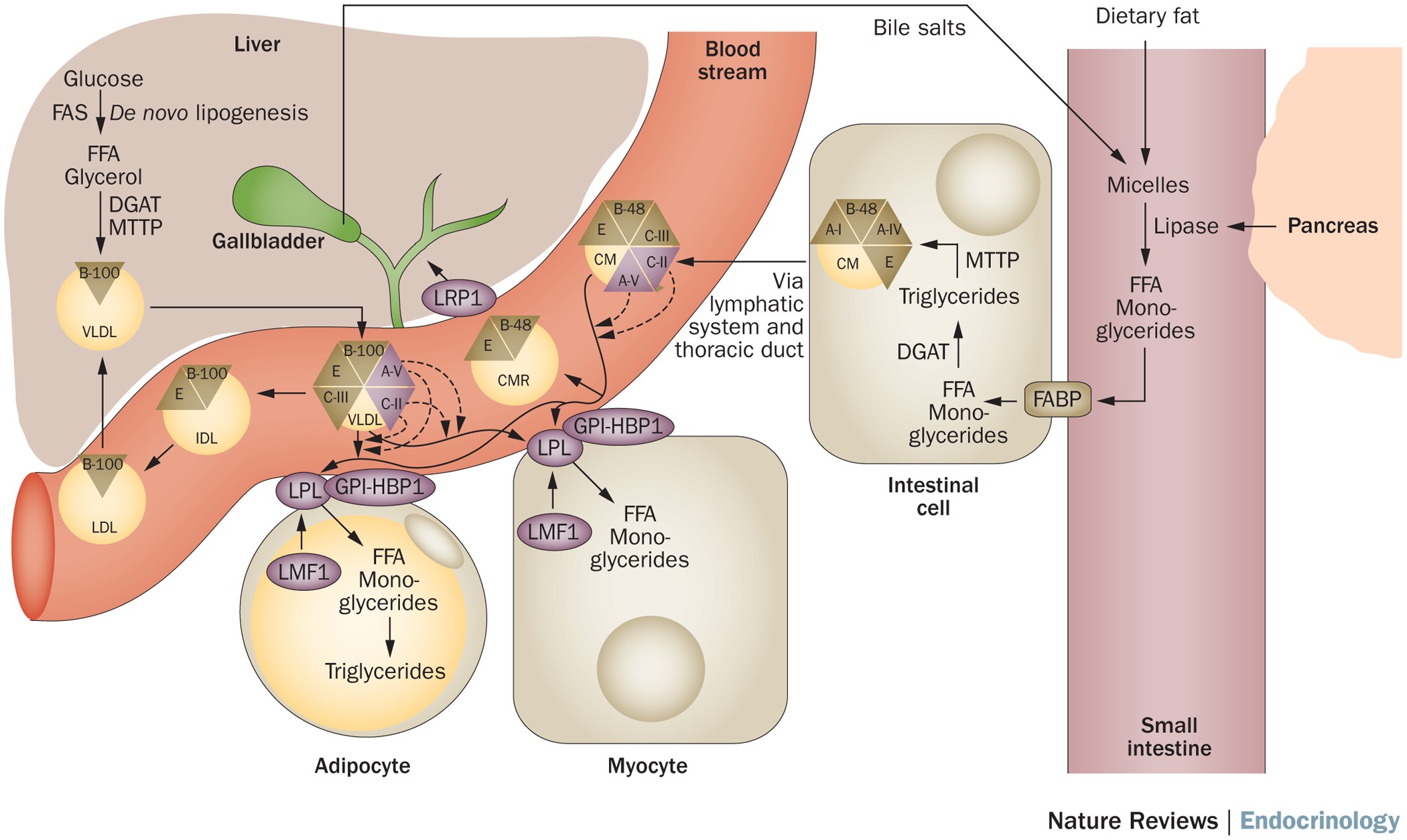 триглицериды печени. синтез белка в печени. триглицериды функции. триглицериды и фосфолипиды. биосинтез триацилглицеринов.