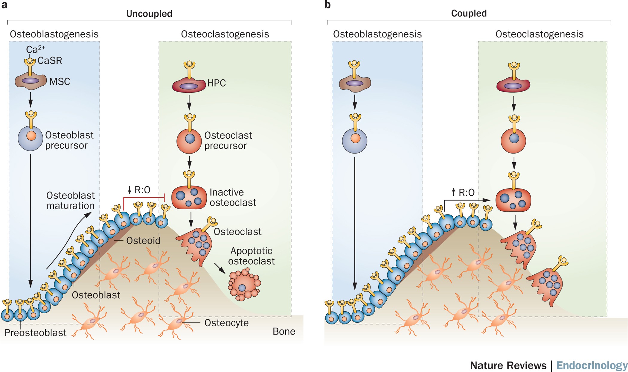 Image 4 for Discovery of crucial cell receptor for bone density