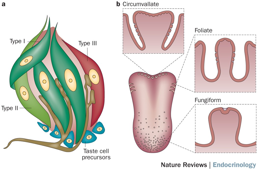 Figures and data in Bitter taste receptors confer diverse