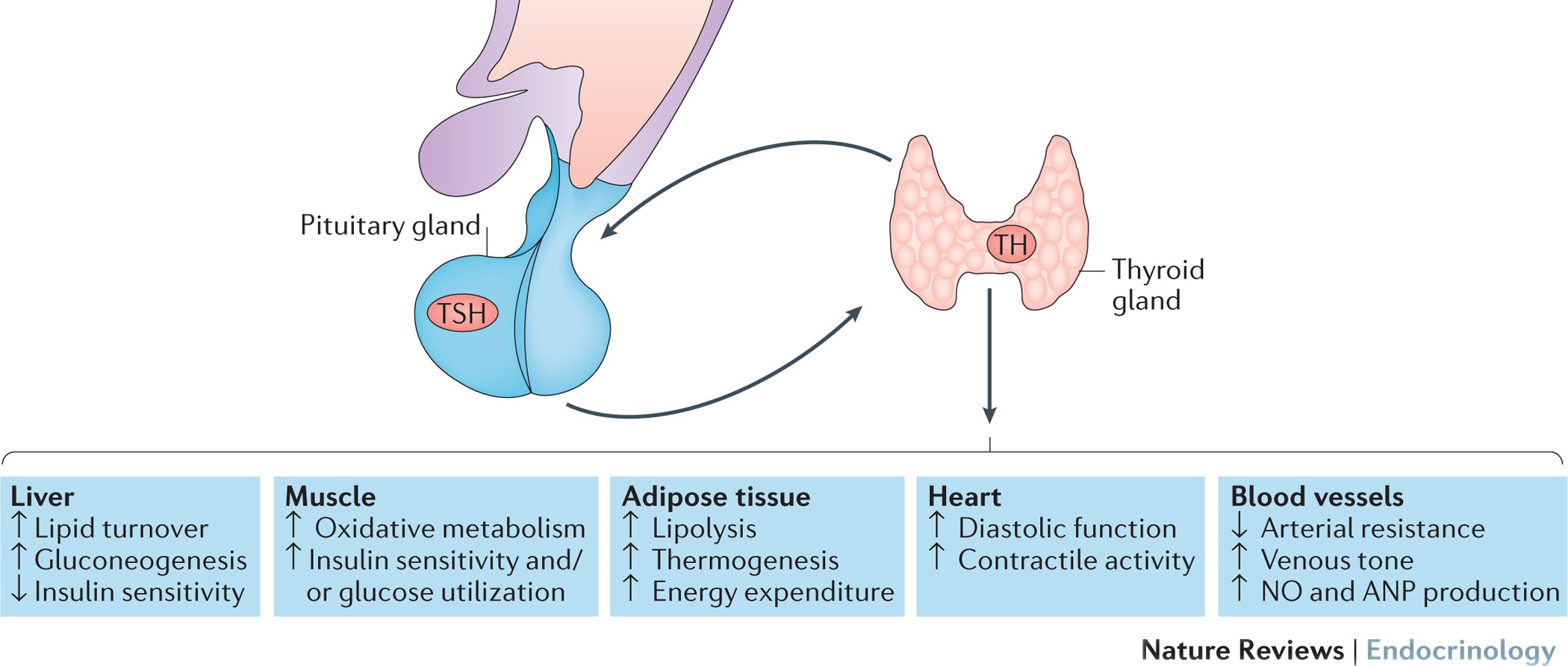 hypothyroidism in childhood — current knowledge and open issues | Nature Reviews Endocrinology