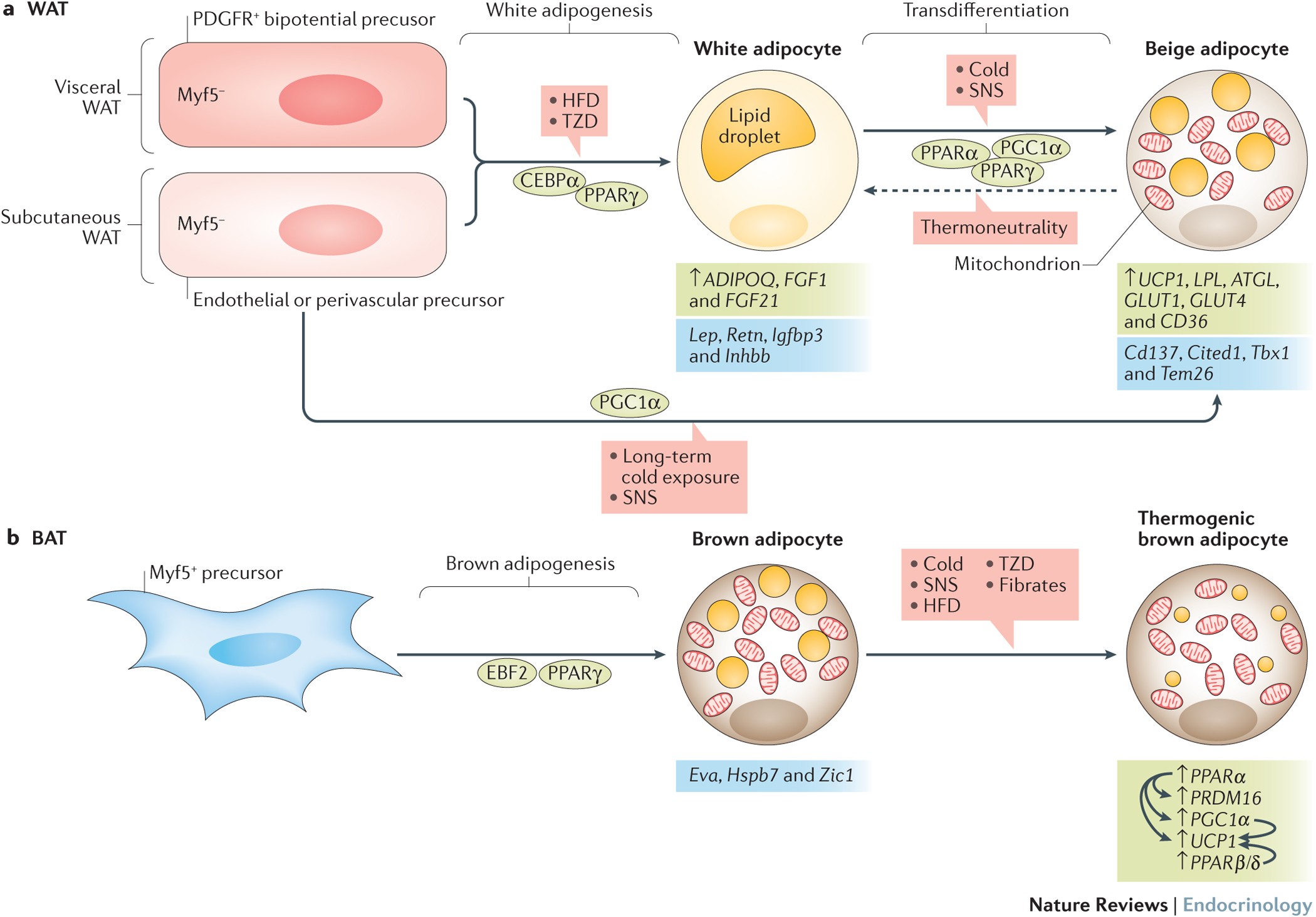 PPARs in obesity-induced T2DM, dyslipidaemia and NAFLD | Nature Reviews  Endocrinology