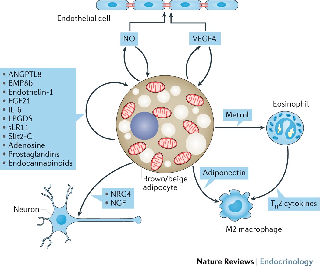 Brown adipose tissue as a secretory organ | Nature Reviews Endocrinology