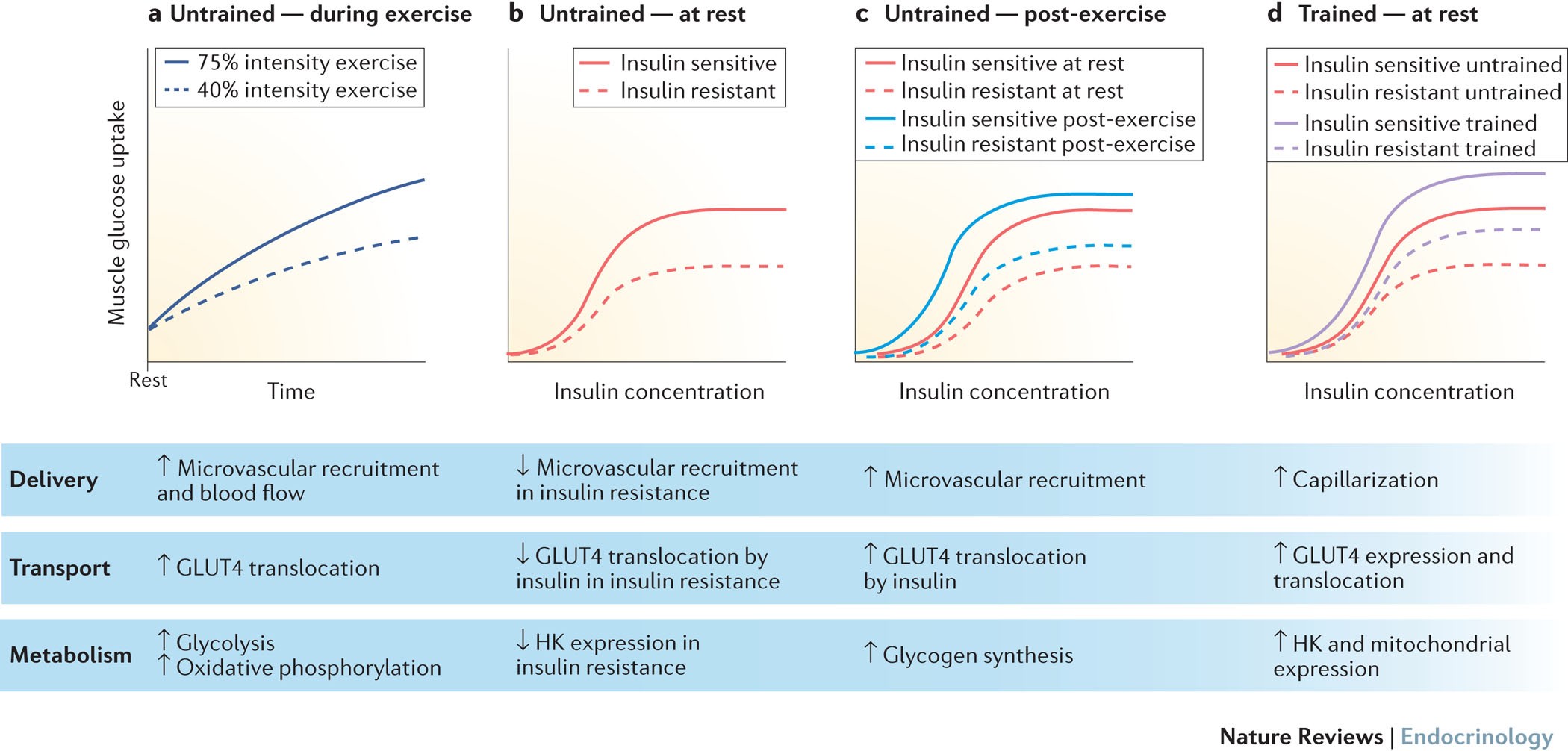 Exercise-stimulated glucose uptake — regulation and implications for  glycaemic control | Nature Reviews Endocrinology