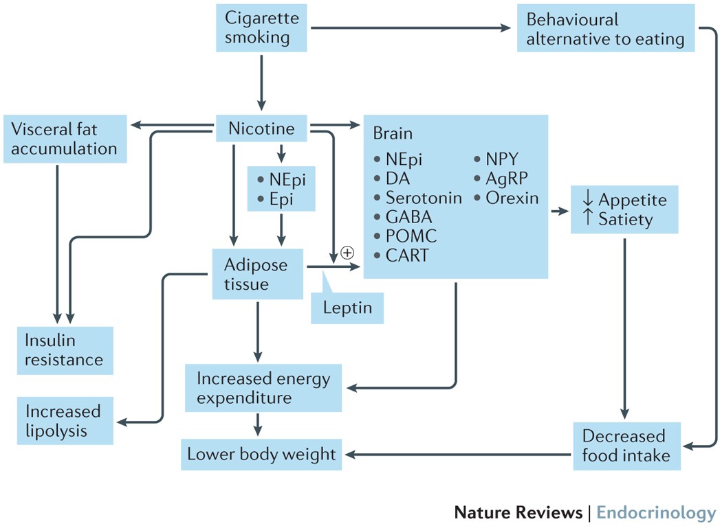 tobacco effects on blood sugar Metabolic effects of smoking cessation