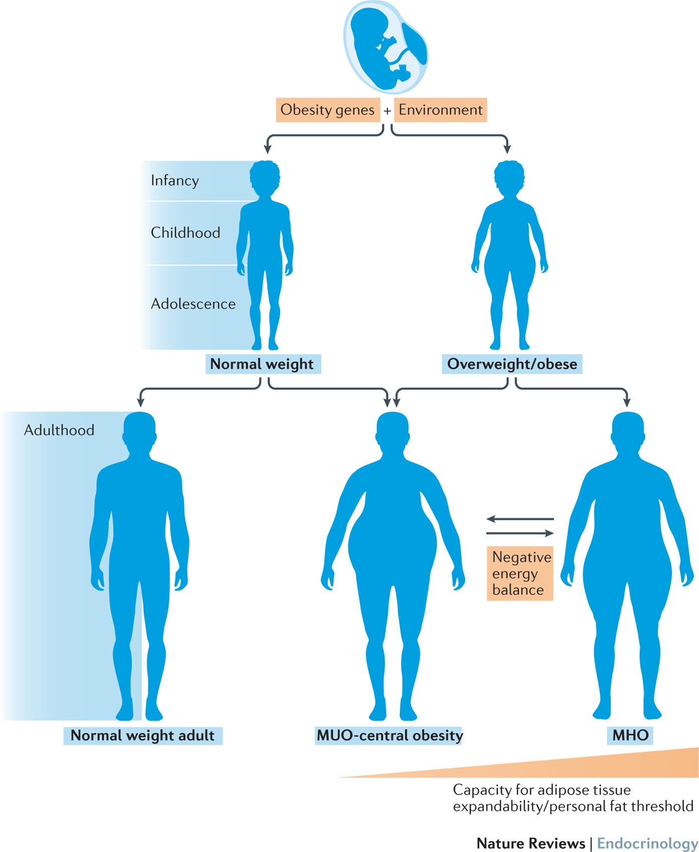 Long-Term Obesity Linked to Elevated Aging Biomarkers | Pharmacy Times, image size:1395x1699