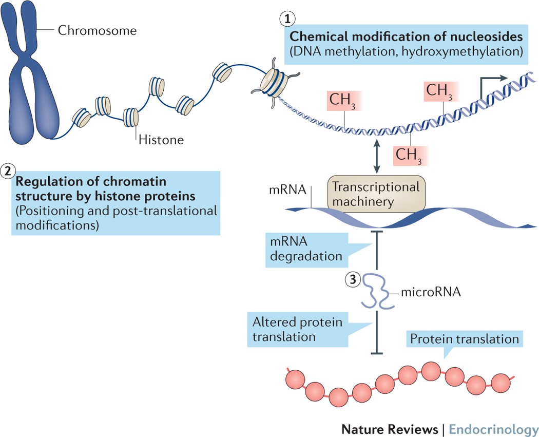 glutathione epigenetics nature review World Academy of Sciences Journal The interplay between oxidative stress