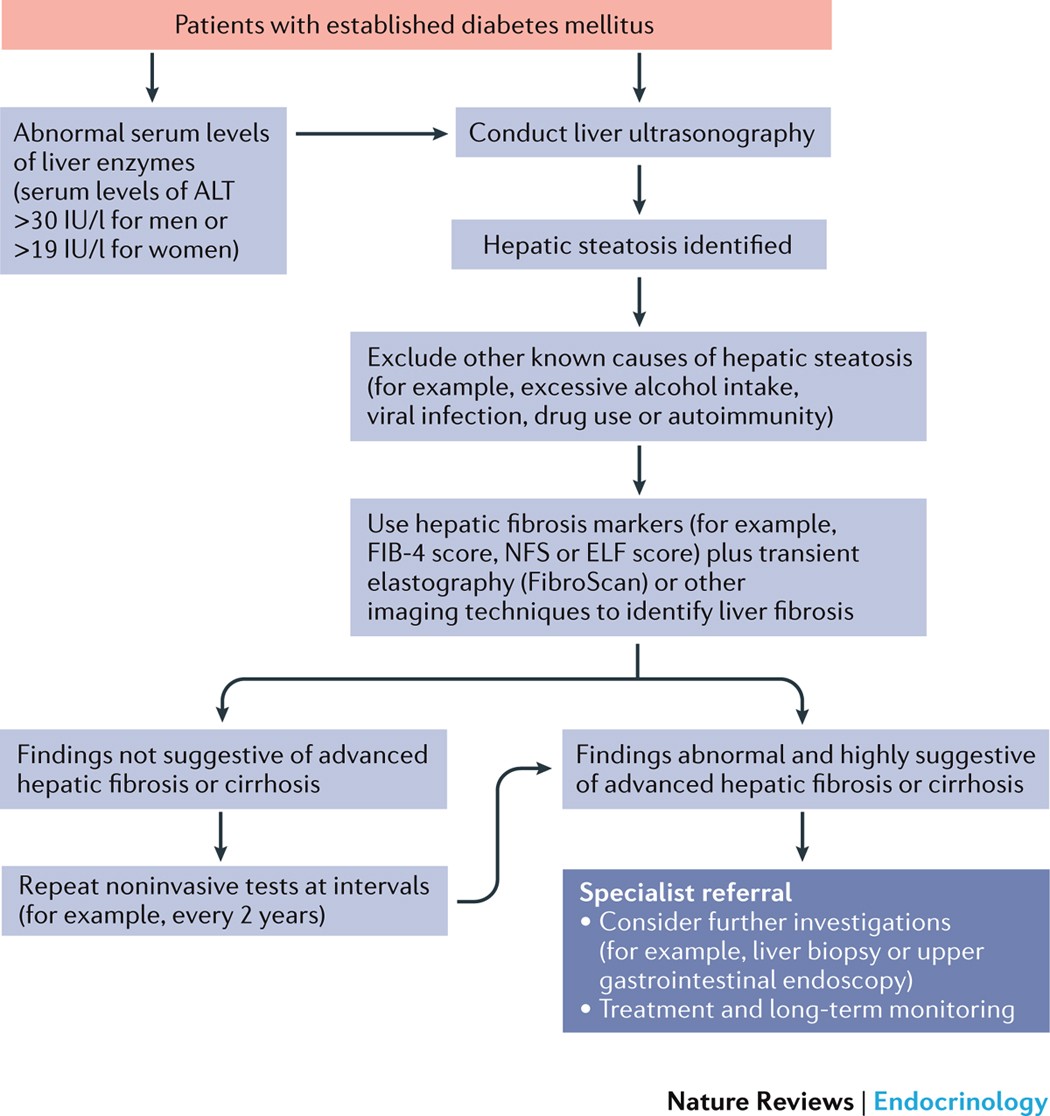 Nonalcoholic Fatty Liver Disease And Chronic Vascular Complications Of Diabetes Mellitus Nature Reviews Endocrinology