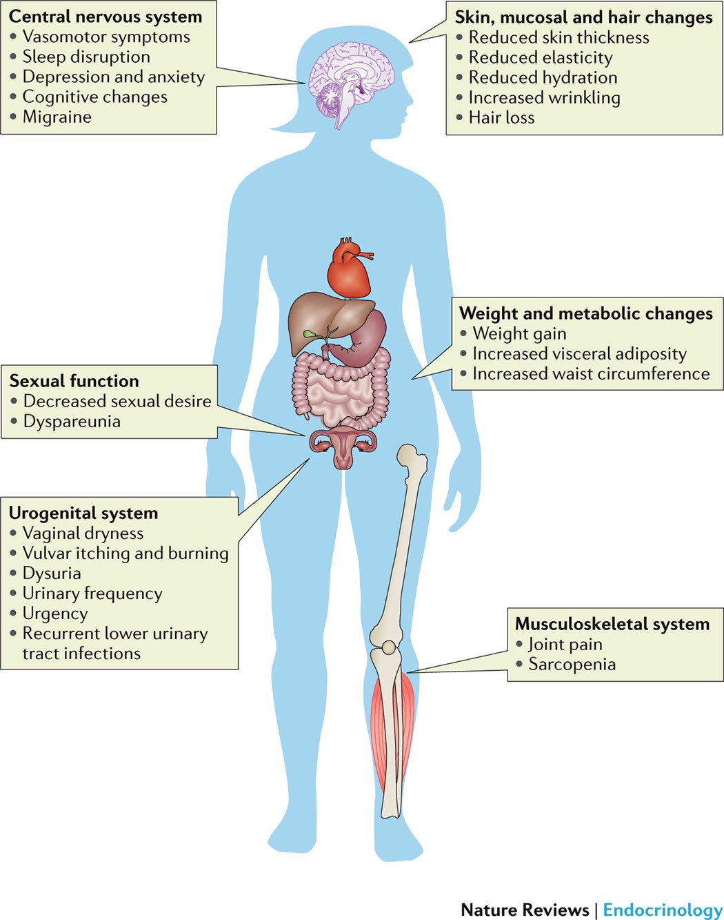 Symptoms of menopause — global prevalence, physiology and implications |  Nature Reviews Endocrinology
